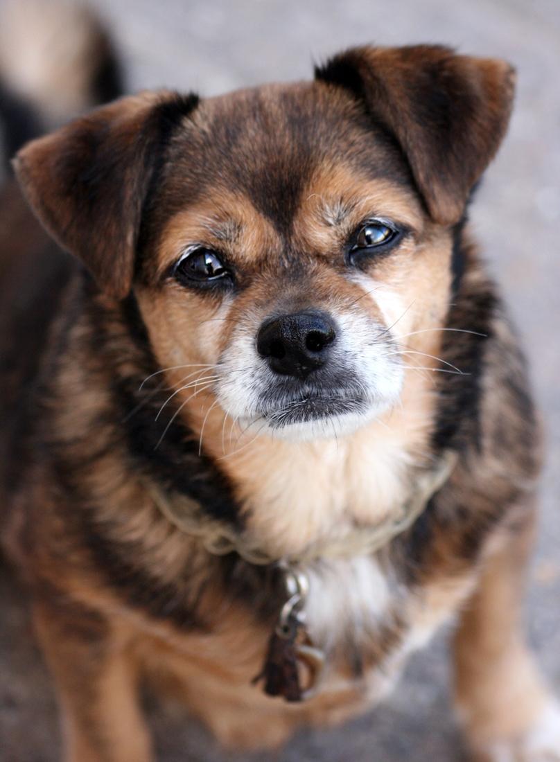 Blanding af racer Lilly - Lilly på hendes 14 års fødselsdag billede 4