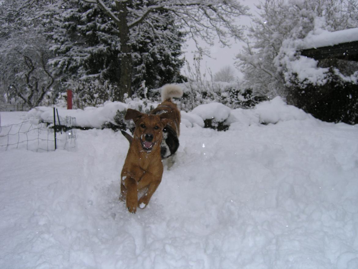 Blanding af racer Kato - Så blev det 1.april og 20 cm sne, det var sjovt. billede 1