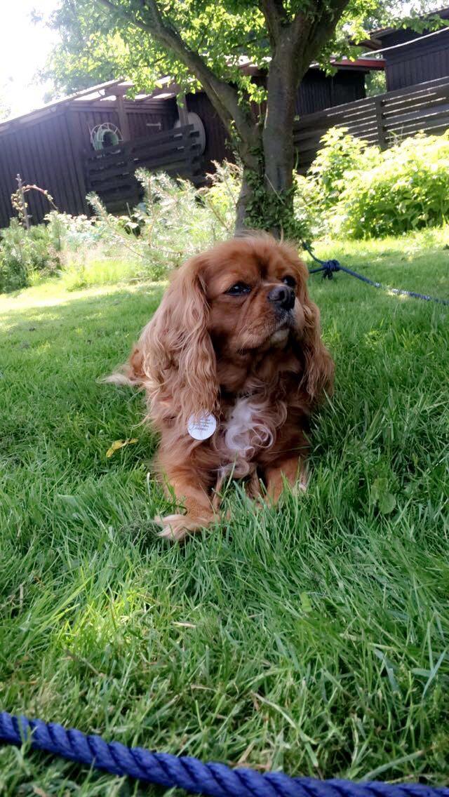 Cavalier king charles spaniel Stella billede 2