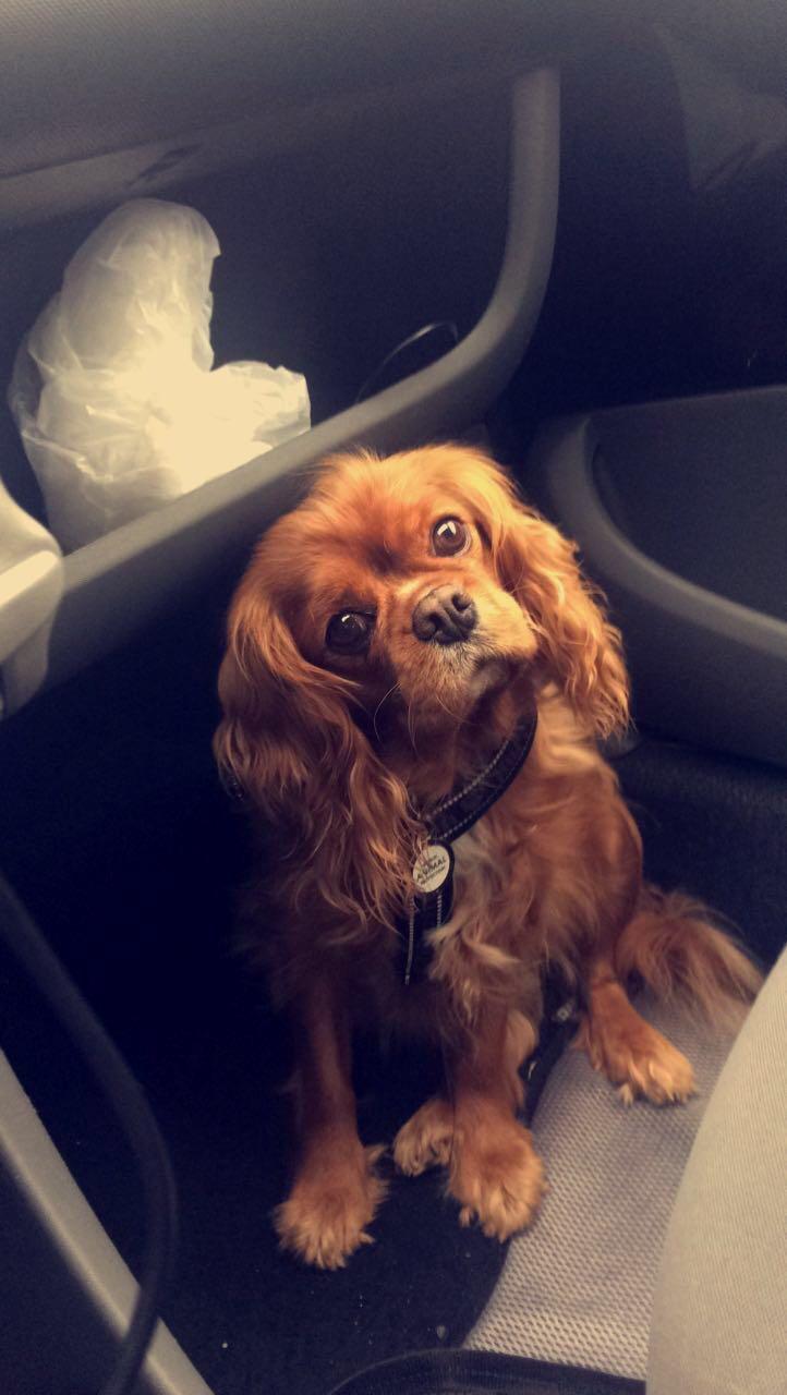 Cavalier king charles spaniel Stella billede 3
