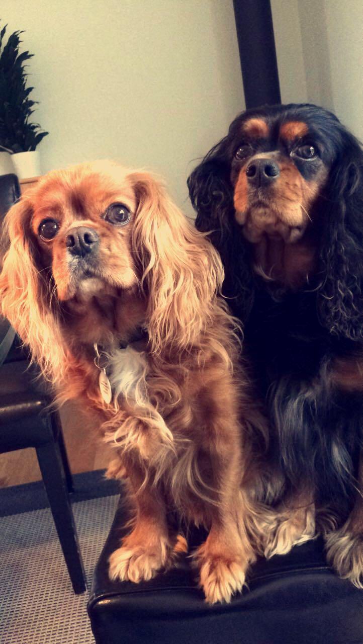 Cavalier king charles spaniel Stella billede 5