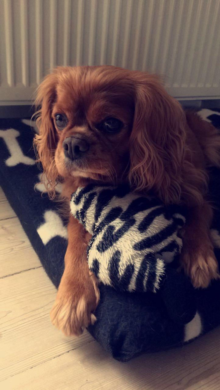 Cavalier king charles spaniel Stella billede 4