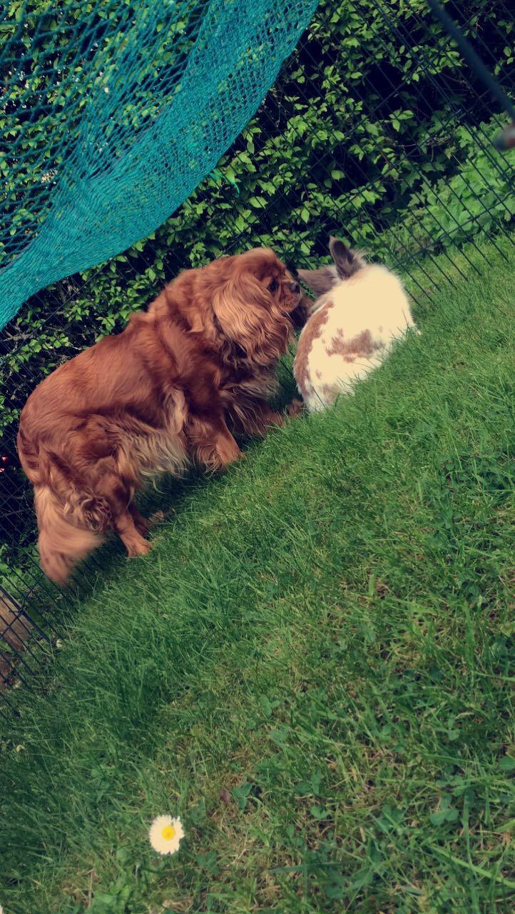 Cavalier king charles spaniel Stella billede 6