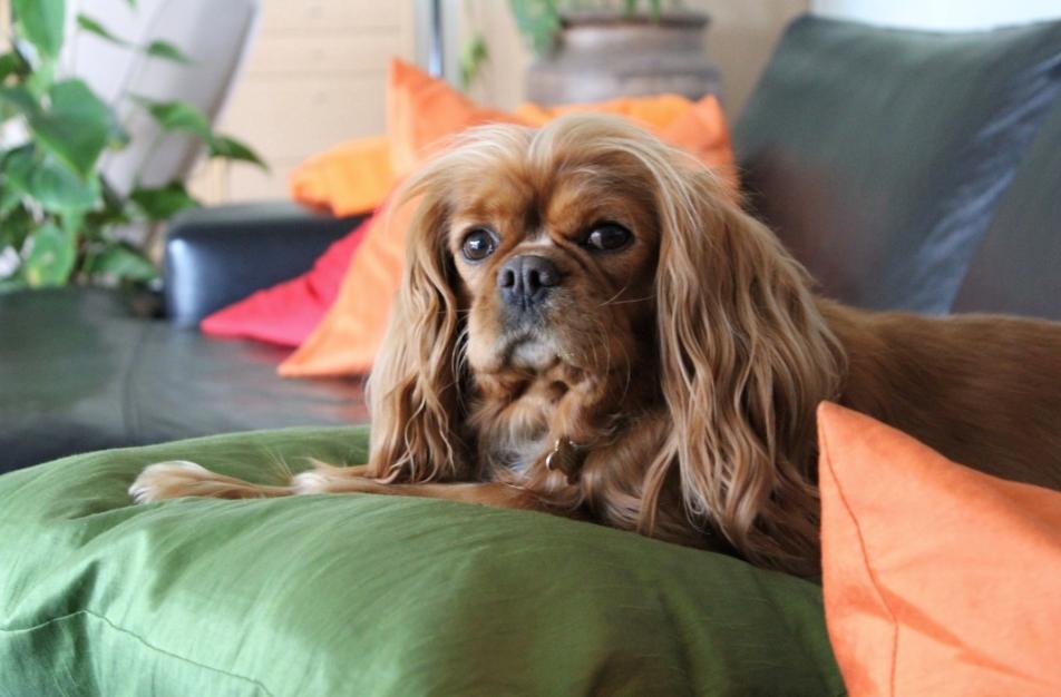 Cavalier king charles spaniel Stella billede 1