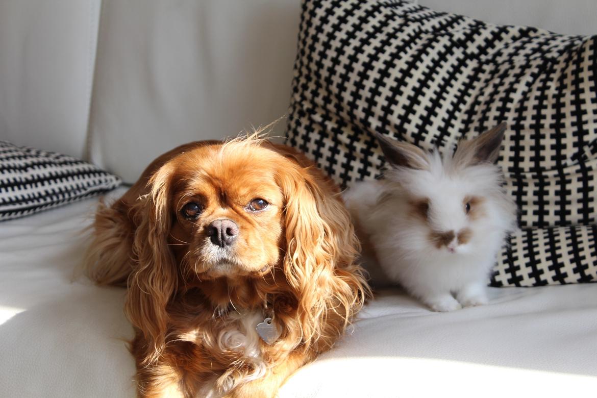 Cavalier king charles spaniel Stella billede 7