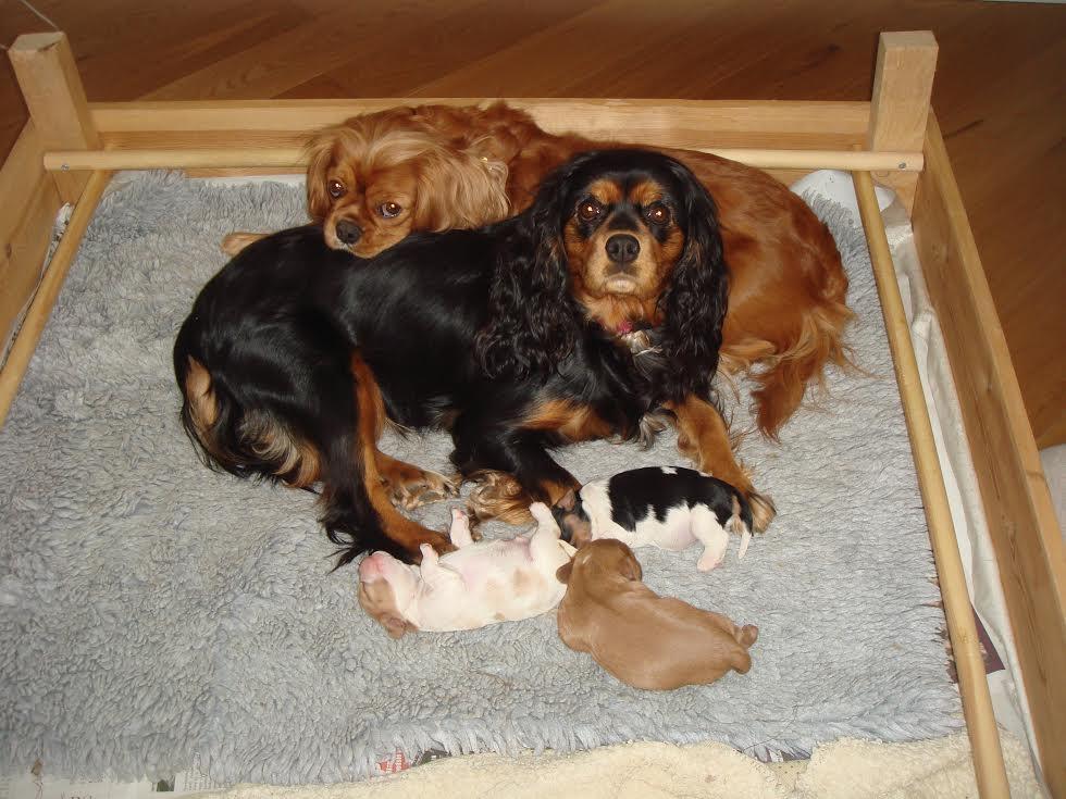 Cavalier king charles spaniel Stella billede 8