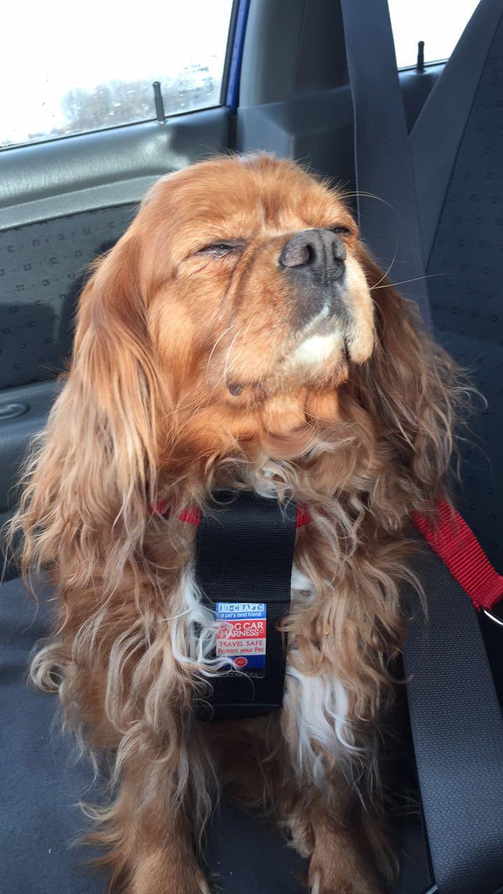 Cavalier king charles spaniel Stella billede 9