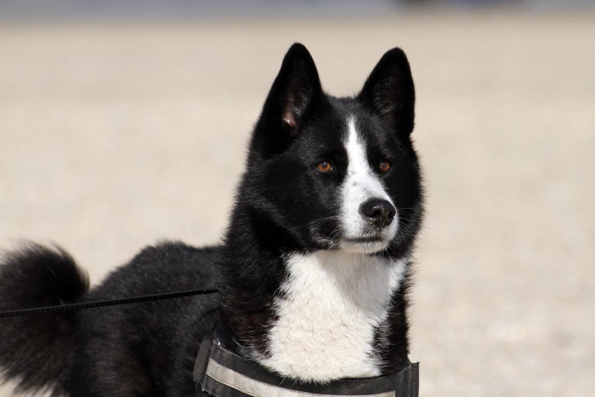 Karelsk bjørnehund Bjørnehusets Maika - Tur på Rømø strand billede 26