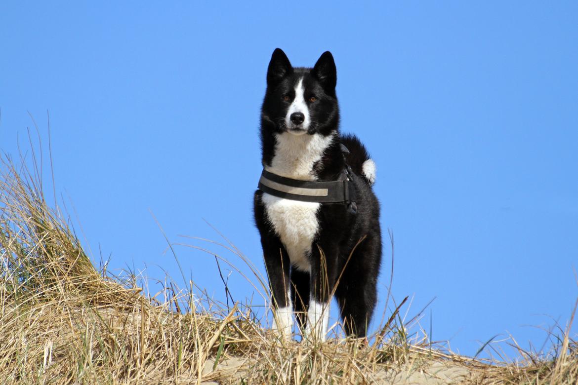 Karelsk bjørnehund Bjørnehusets Maika - Tur til Rømø strand billede 2