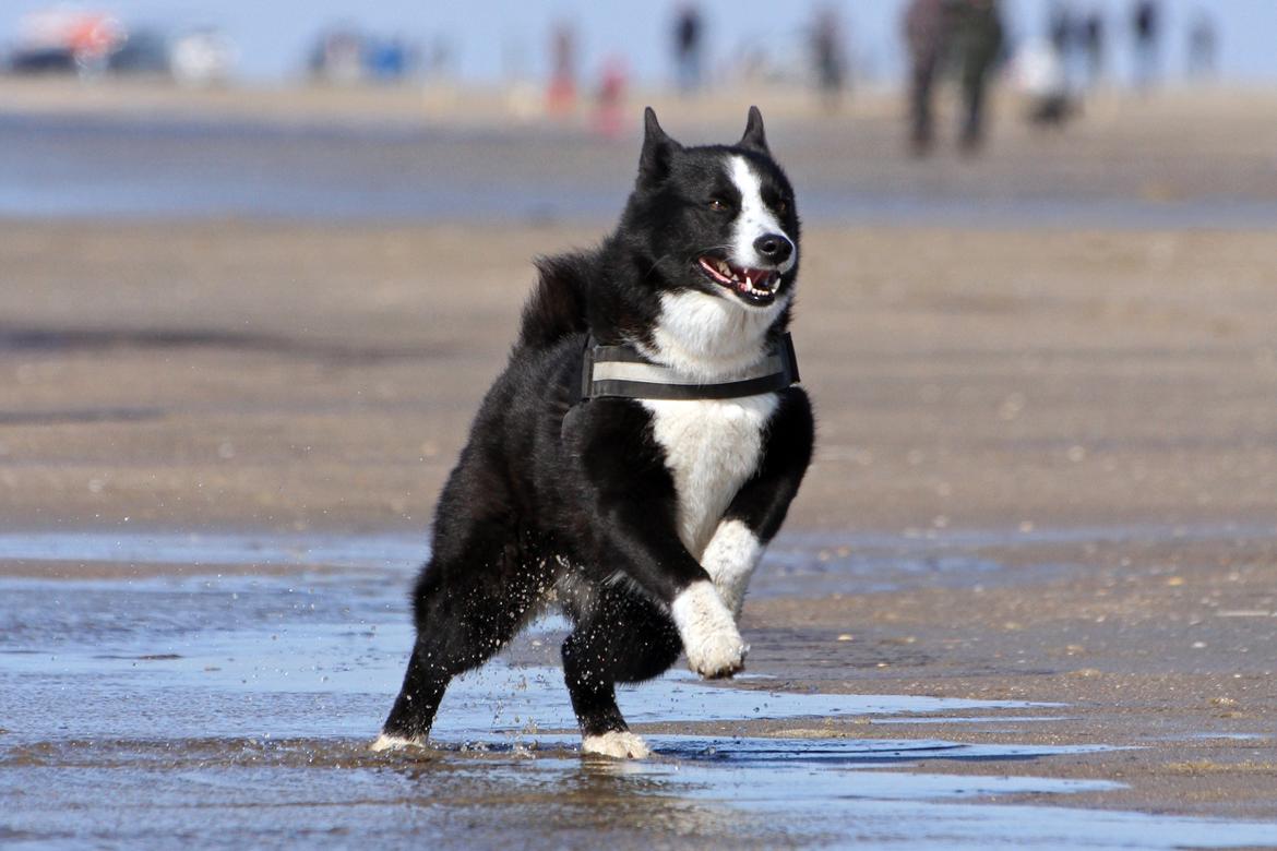 Karelsk bjørnehund Bjørnehusets Maika - Tur til Rømø strand billede 9