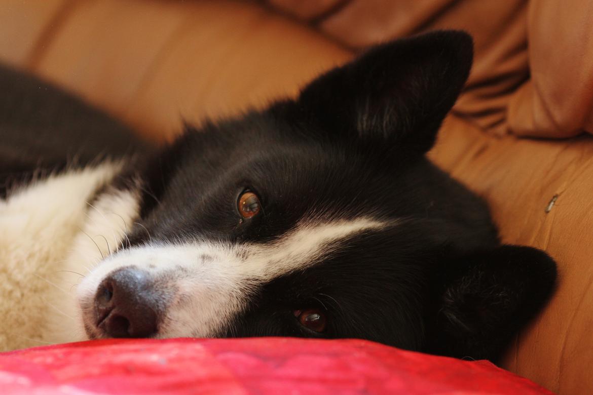 Karelsk bjørnehund Bjørnehusets Maika - Relaxi time billede 19