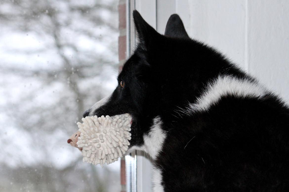 Karelsk bjørnehund Bjørnehusets Maika - Hvem siger en jagthund ikke kan være en vagthund  billede 15