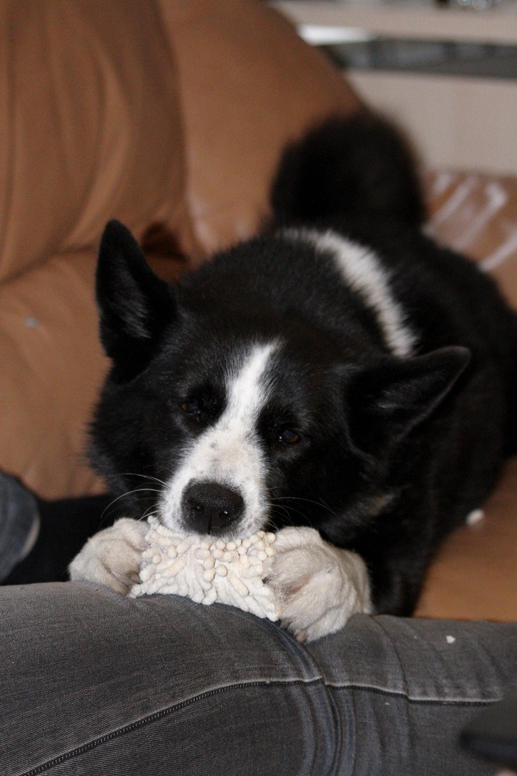 Karelsk bjørnehund Bjørnehusets Maika - Yum billede 24