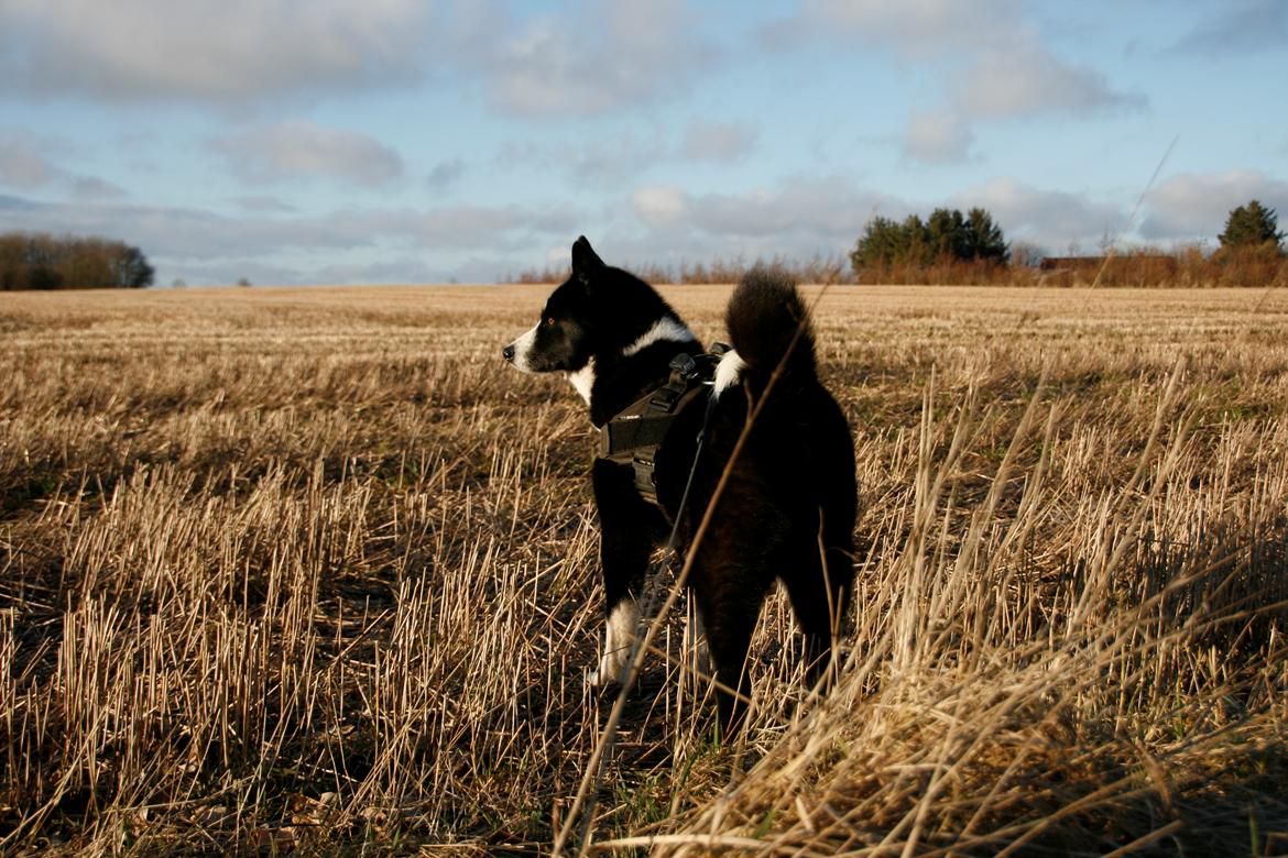 Karelsk bjørnehund Bjørnehusets Maika - Spejdning ud over marken billede 35