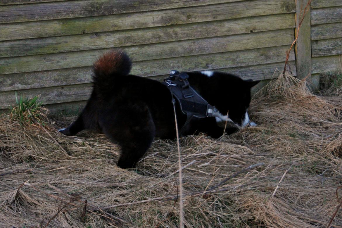 Karelsk bjørnehund Bjørnehusets Maika - Musejagt billede 39