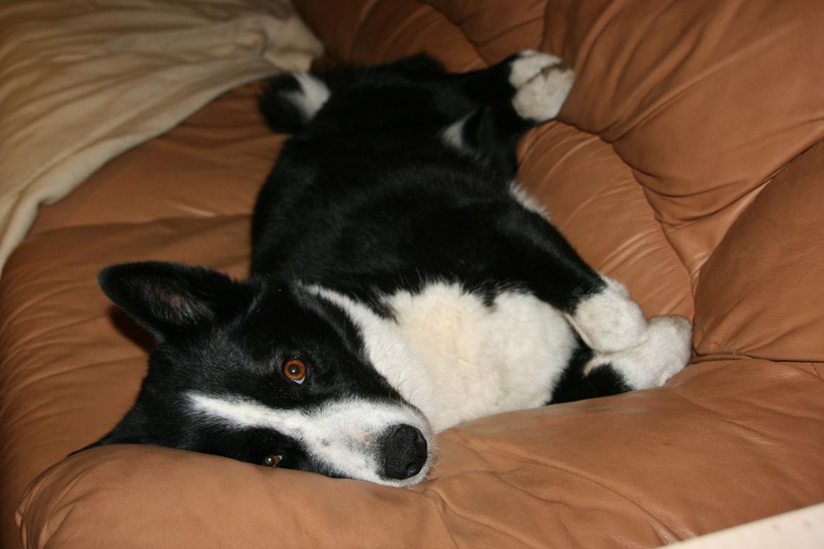 Karelsk bjørnehund Bjørnehusets Maika - Relaxi time billede 36