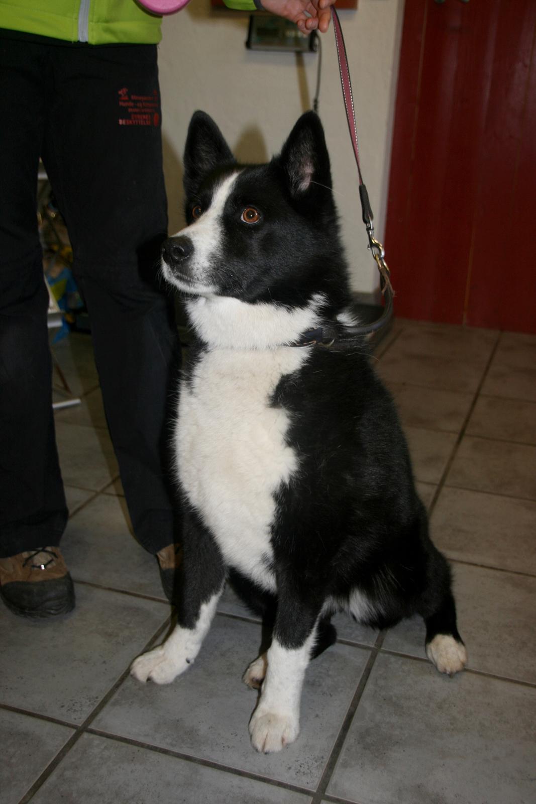 Karelsk bjørnehund Bjørnehusets Maika - Pick up på internatet billede 40