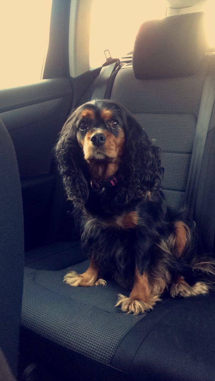 Cavalier king charles spaniel Malou billede 4