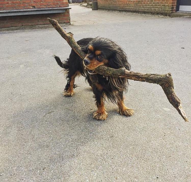 Cavalier king charles spaniel Malou billede 1