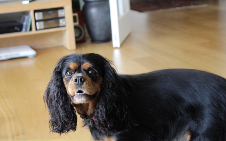 Cavalier king charles spaniel Malou billede 3