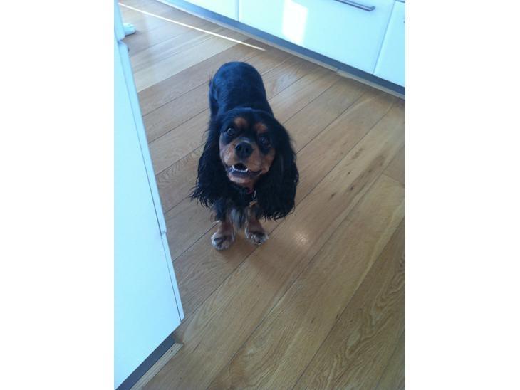 Cavalier king charles spaniel Malou billede 7