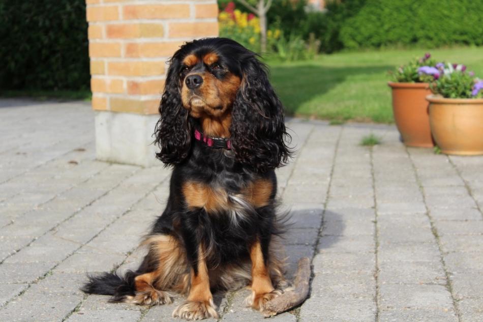 Cavalier king charles spaniel Malou billede 2