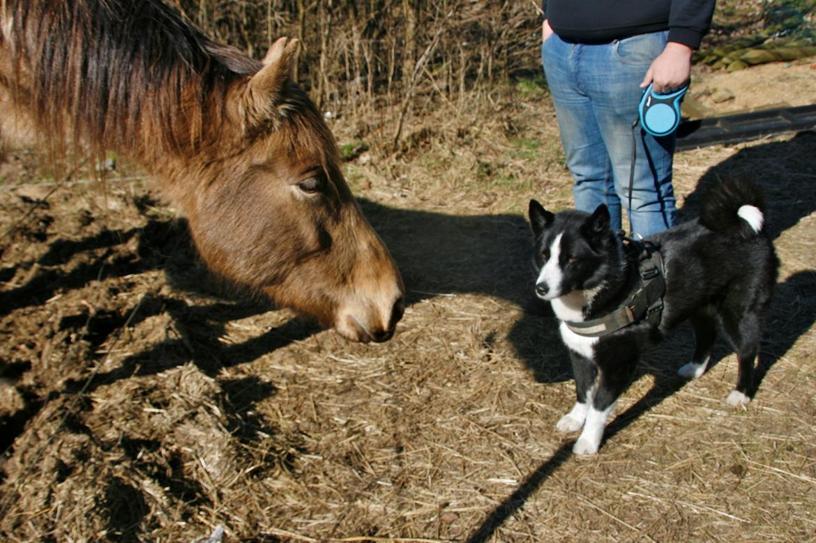 Karelsk bjørnehund Bjørnehusets Maika - That's an odd looking moose billede 27