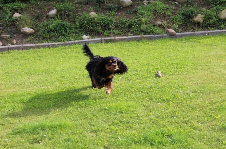 Cavalier king charles spaniel Malou billede 5