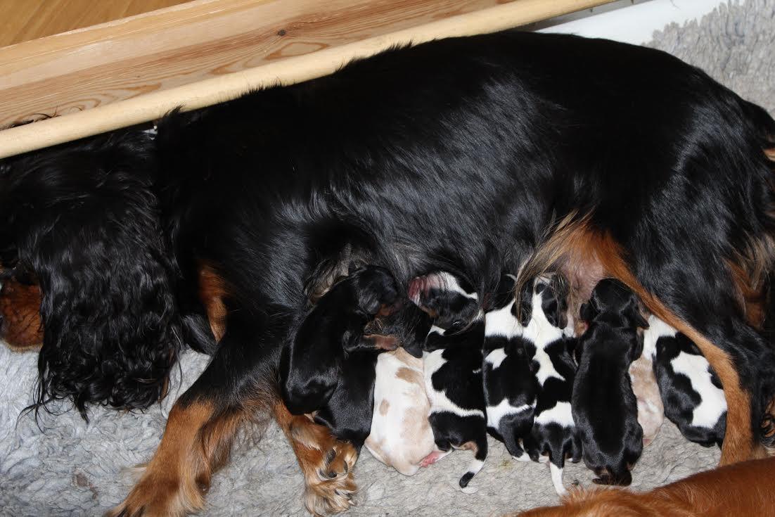 Cavalier king charles spaniel Malou billede 8