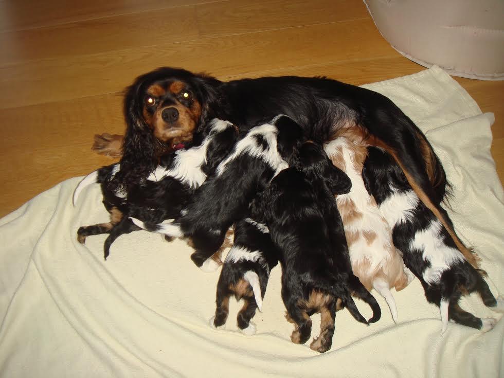 Cavalier king charles spaniel Malou billede 9