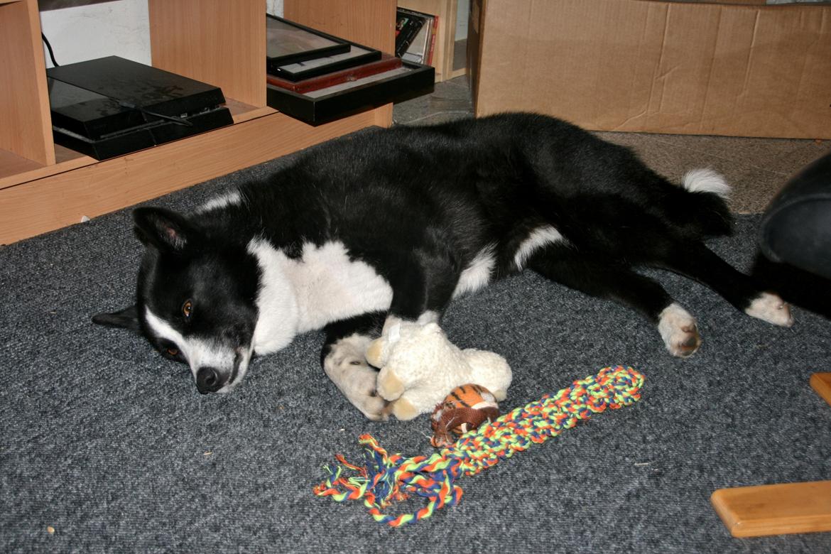 Karelsk bjørnehund Bjørnehusets Maika - Nap time billede 34