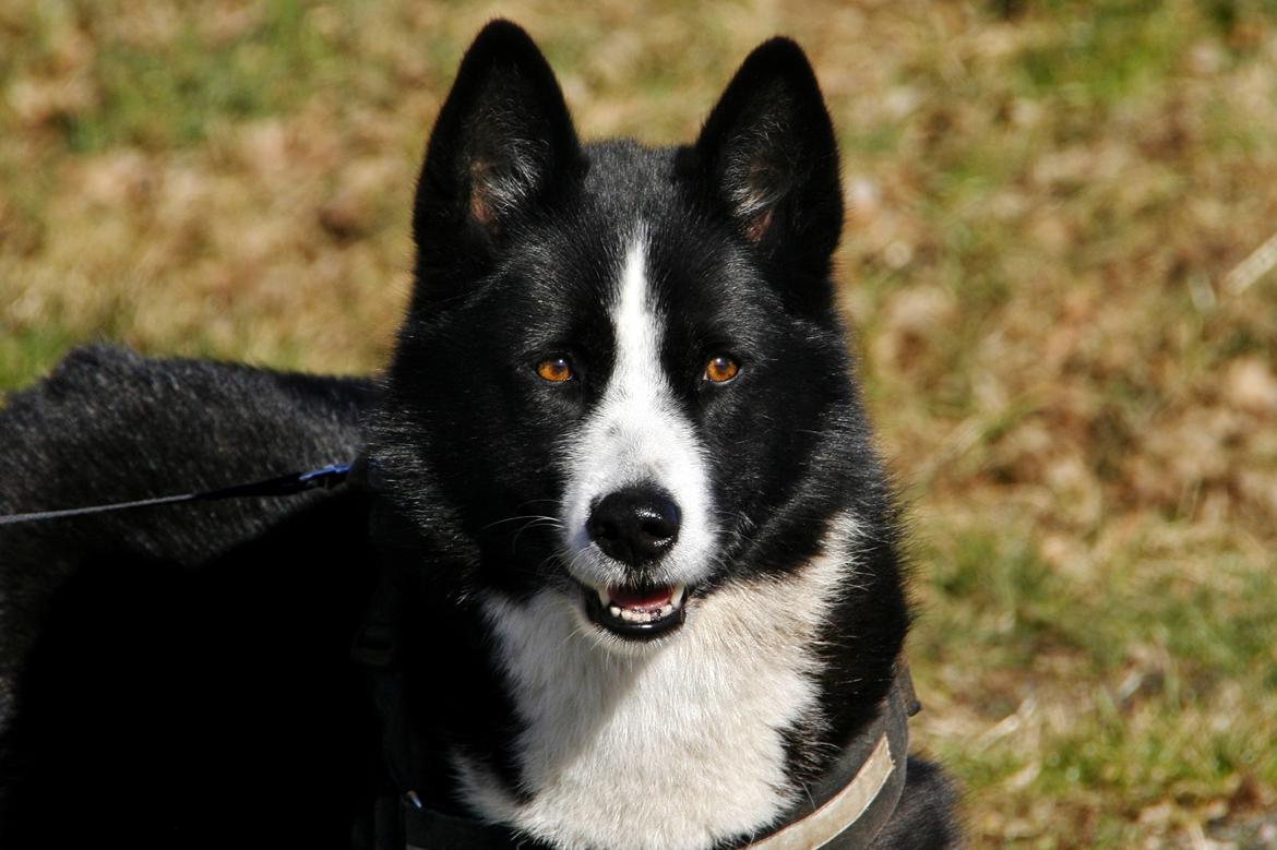 Karelsk bjørnehund Bjørnehusets Maika - The bear stare billede 32