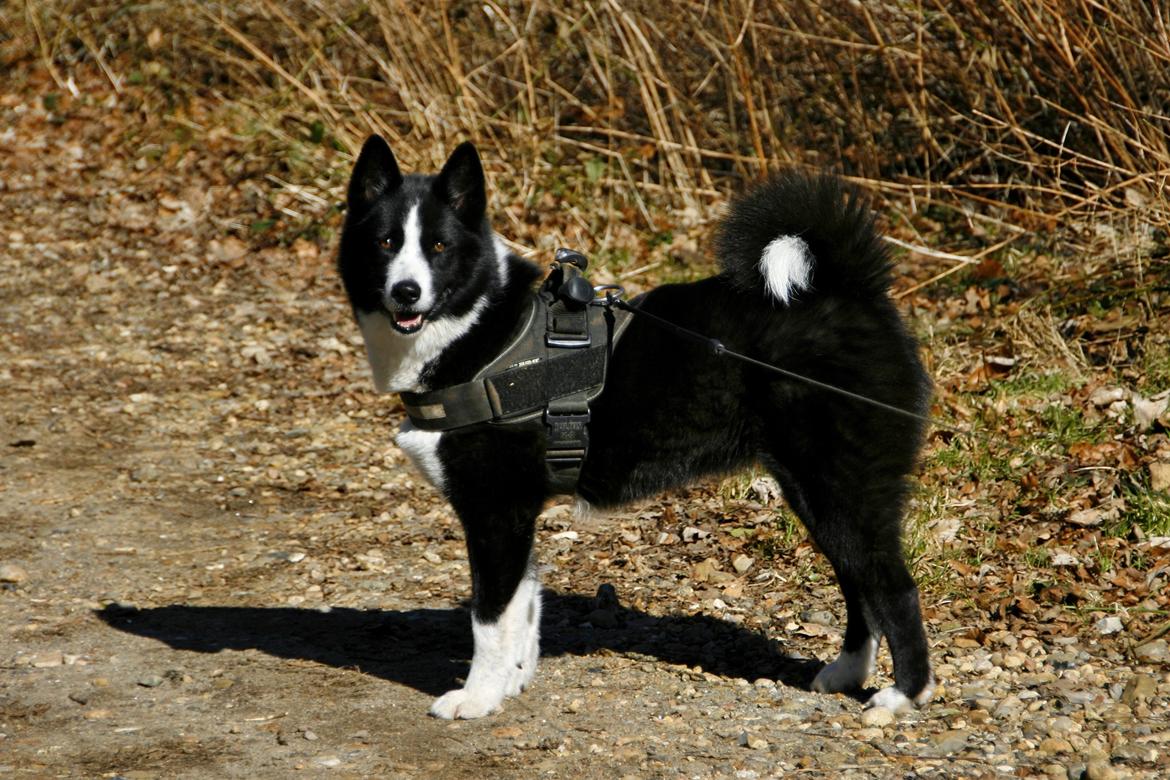 Karelsk bjørnehund Bjørnehusets Maika - Tur til Toftlund skov billede 42