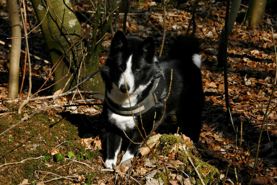 Karelsk bjørnehund Bjørnehusets Maika - Tur i Toftlund skov billede 18