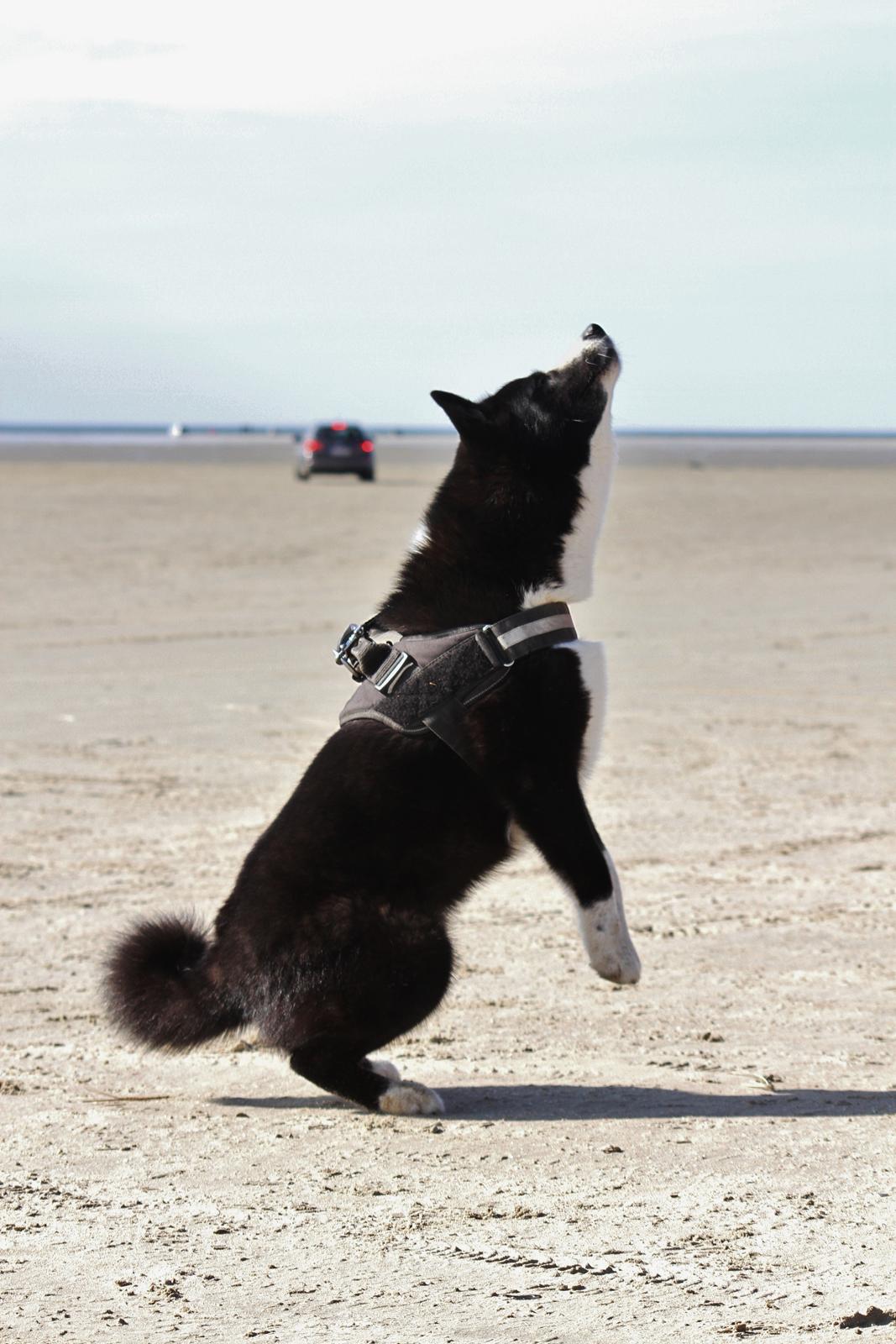 Karelsk bjørnehund Bjørnehusets Maika - Tur på Rømø strand billede 33