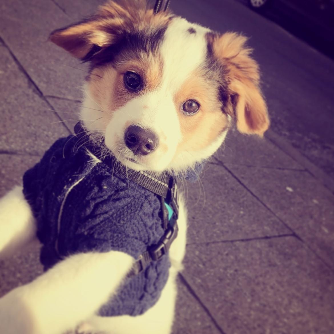 Blanding af racer Toby billede 7