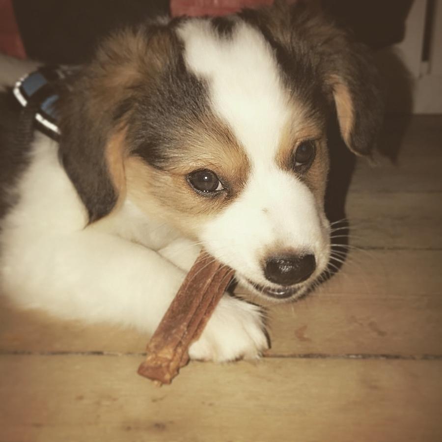 Blanding af racer Toby billede 1