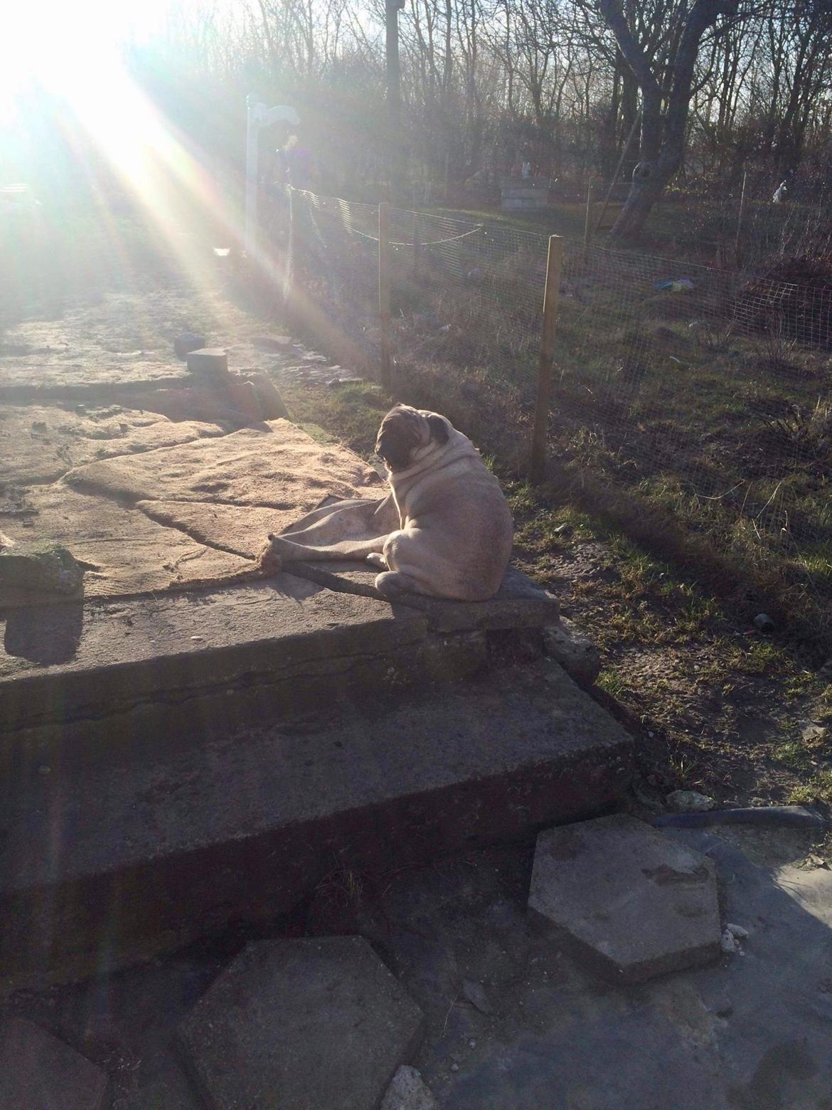 Mops Martha  billede 45