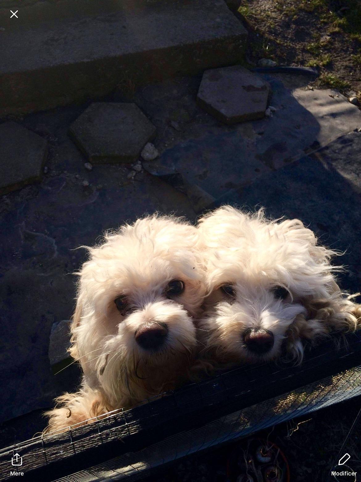 Blanding af racer Carlo - Carlo og hans bror Figo  billede 30