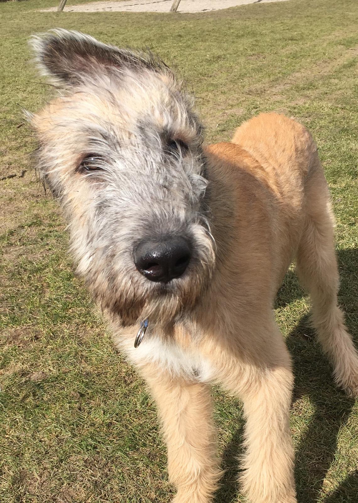 Irsk ulvehund Clonakilty av Black Glacier  aka “Marvin” R.I.P. - 5 md billede 29