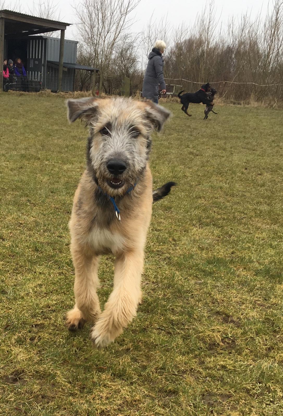 Irsk ulvehund Clonakilty av Black Glacier  aka “Marvin” R.I.P. - 5 mdr billede 31