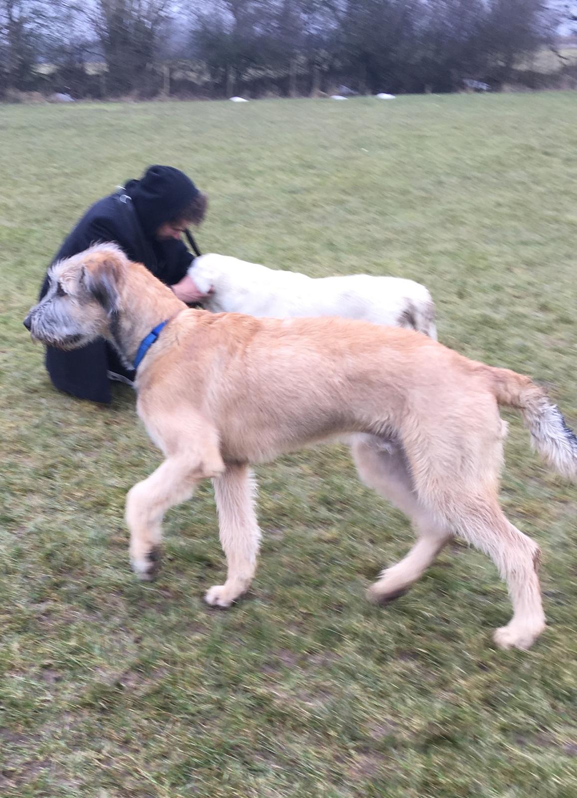 Irsk ulvehund Clonakilty av Black Glacier  aka “Marvin” R.I.P. - 5 mdr billede 30