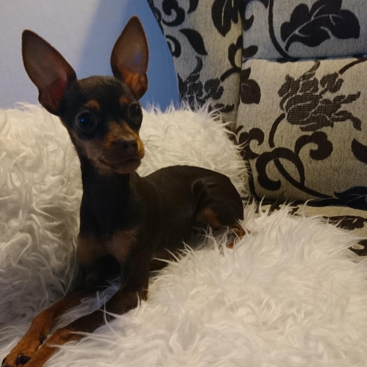 Russisk toy terrier Ella  billede 1