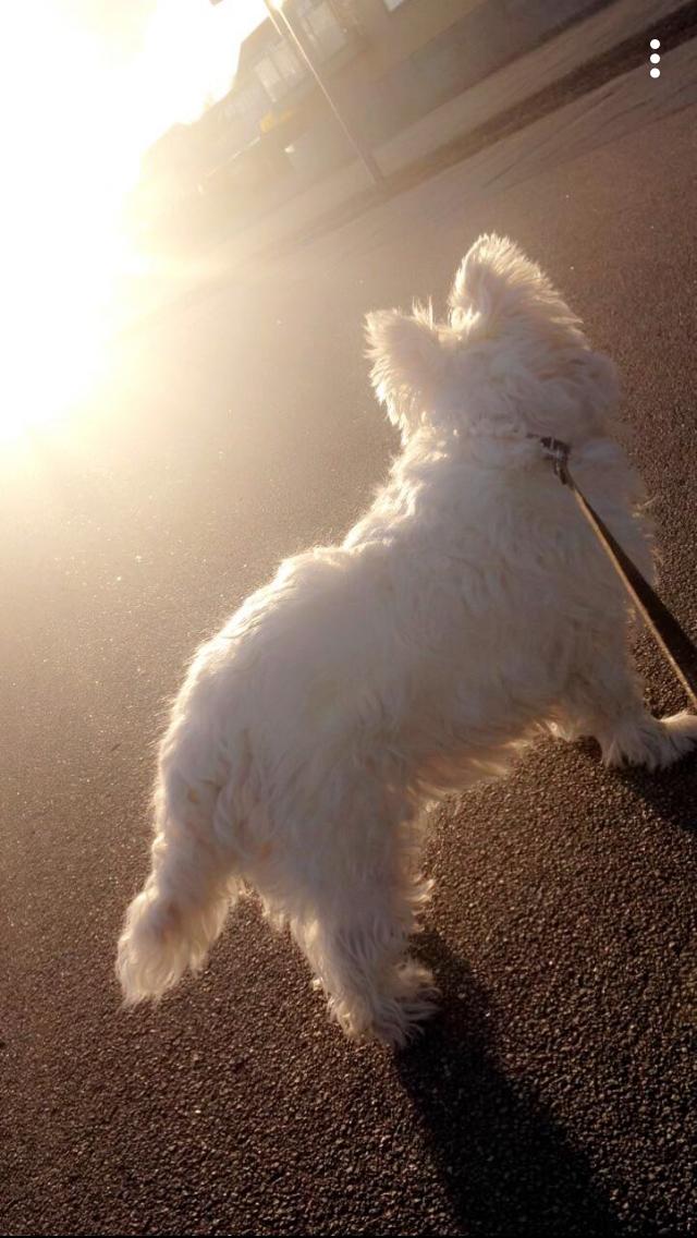 West highland white terrier Anne billede 1