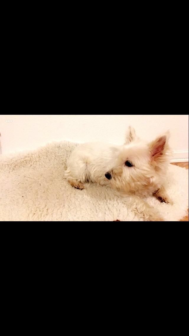 West highland white terrier Anne billede 2