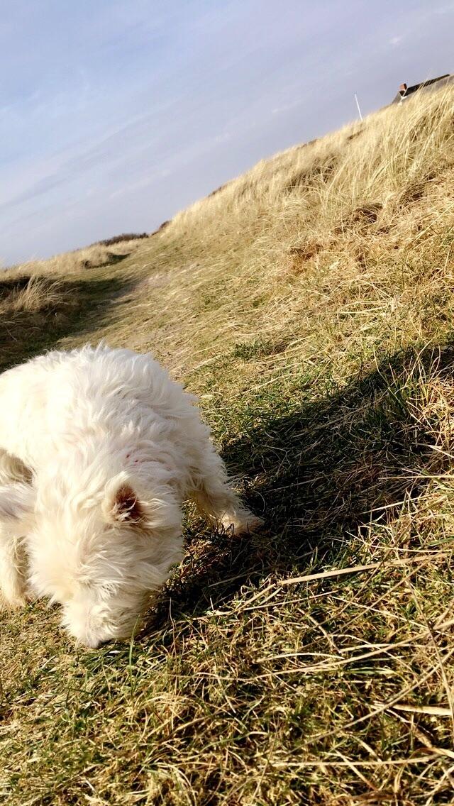 West highland white terrier Anne billede 3