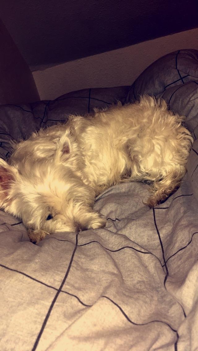 West highland white terrier Anne billede 4