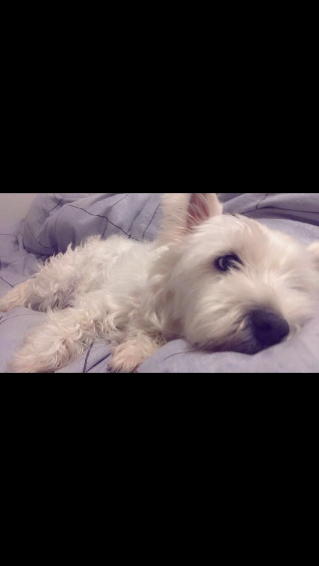 West highland white terrier Anne billede 6