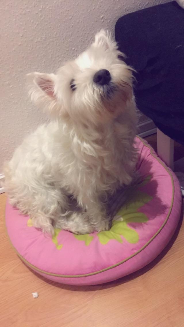 West highland white terrier Anne billede 5