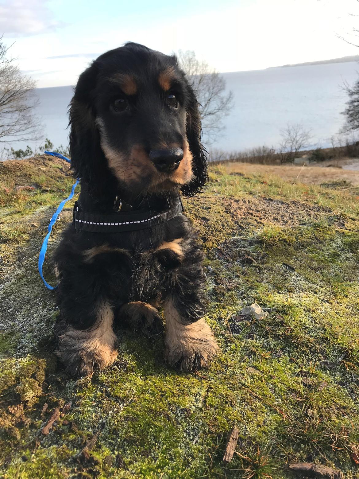 Cocker spaniel Buddy billede 1